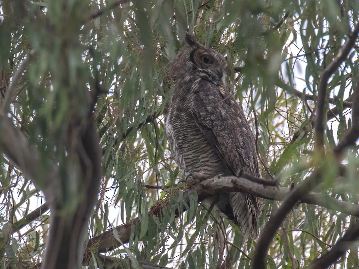 Great Horned Owl - ML363267151