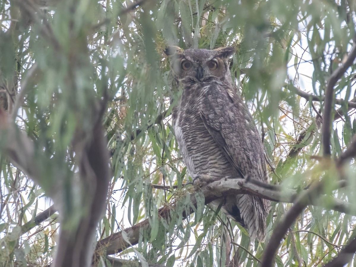 Great Horned Owl - ML363267161