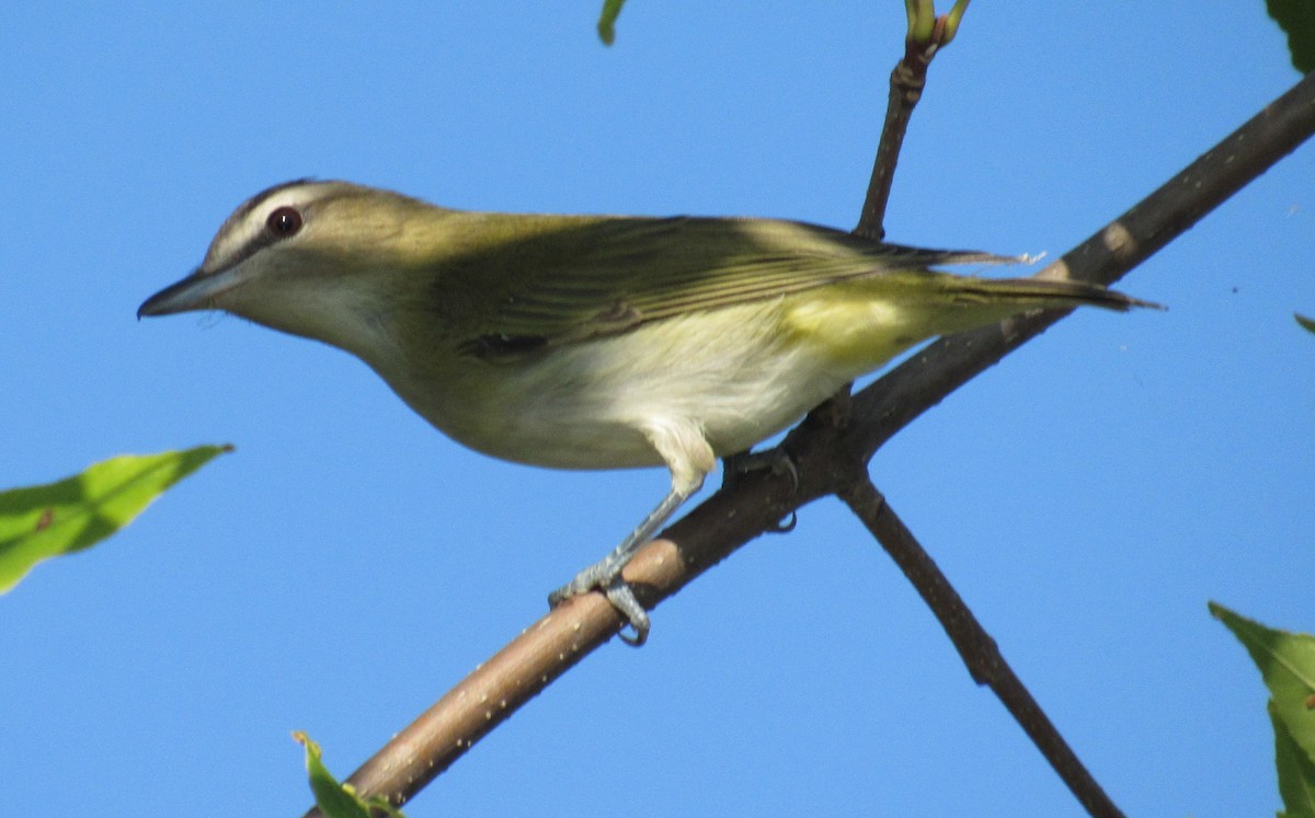 Red-eyed Vireo - Andrew Wolfgang