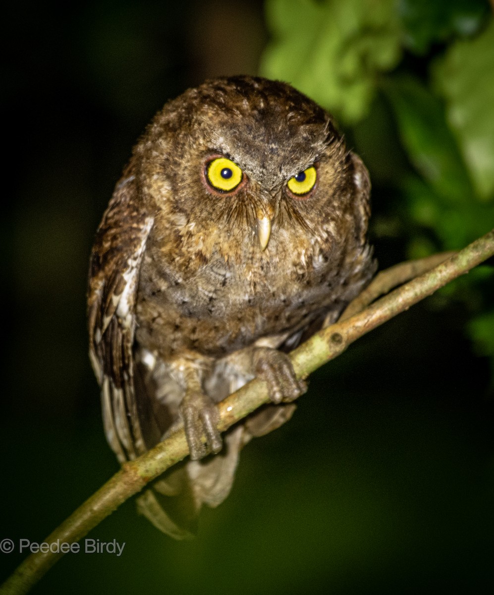 Andaman Scops-Owl - ML363267811