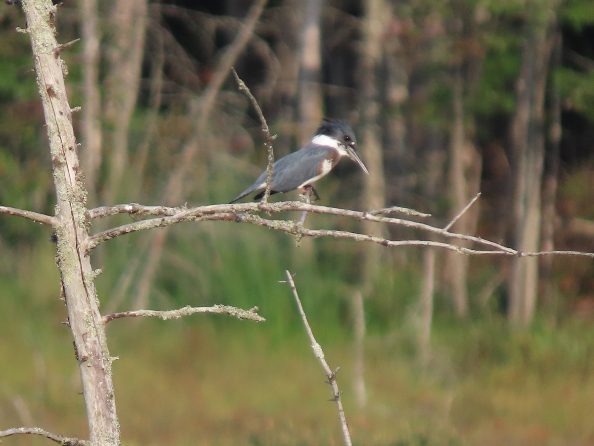 Belted Kingfisher - ML363272341