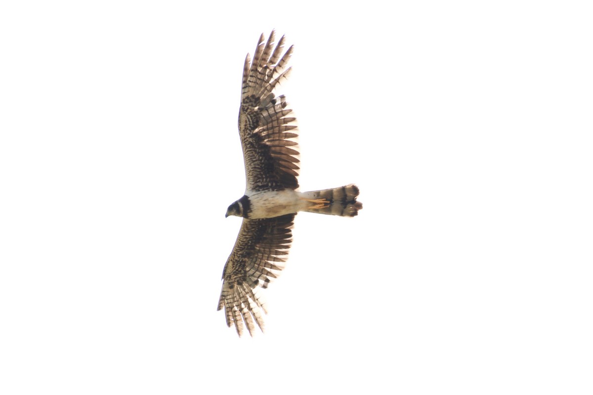 Long-winged Harrier - Jan Cubilla