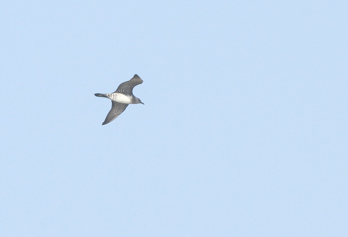 Long-tailed Jaeger - ML36327821