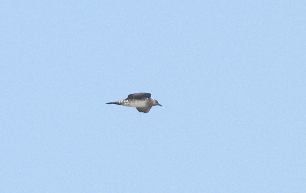 Long-tailed Jaeger - ML36327861