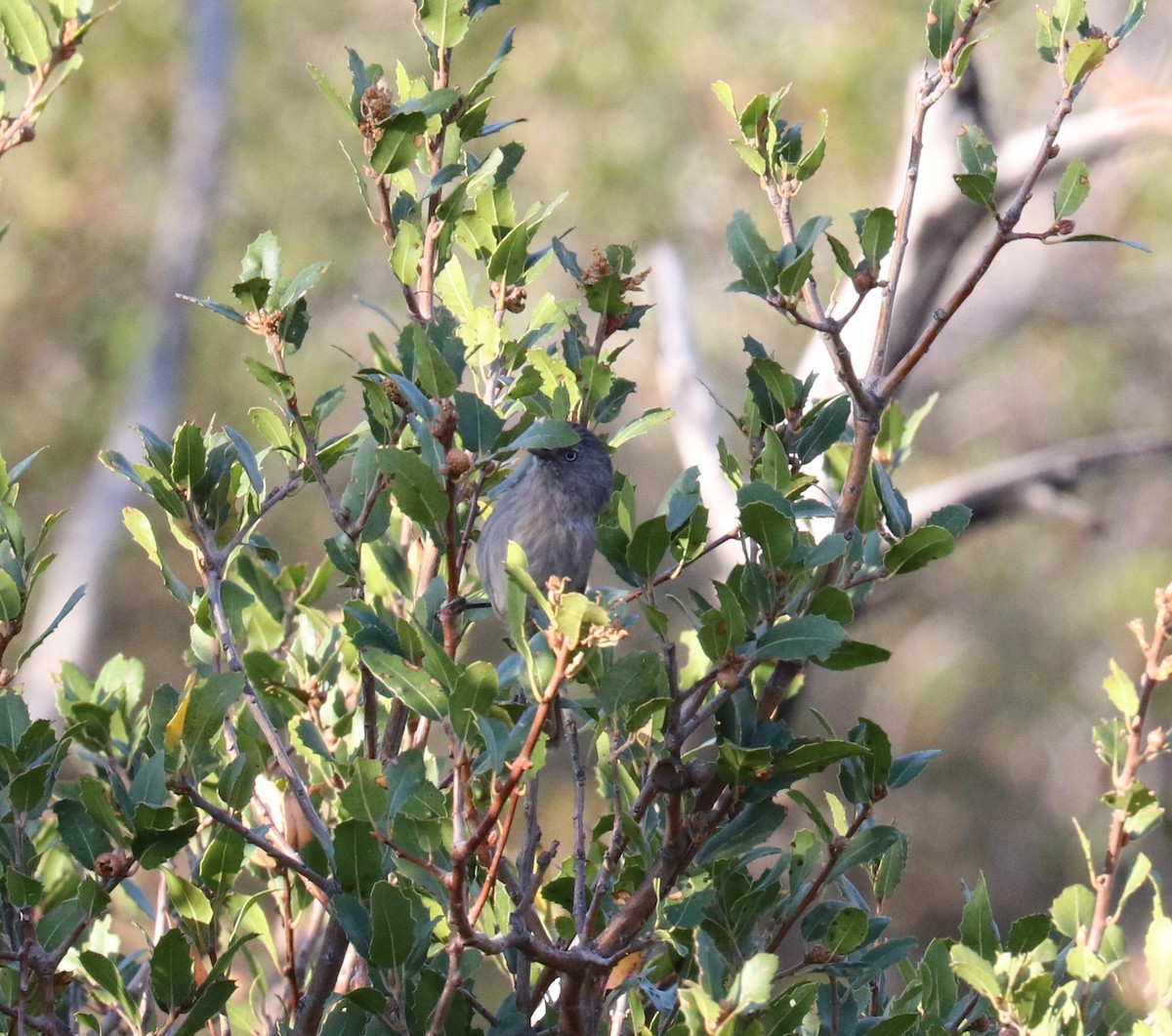 Wrentit - ML363280051