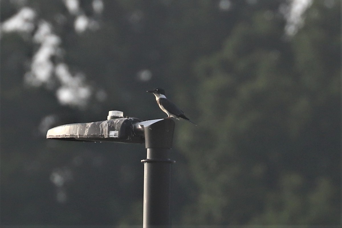Belted Kingfisher - ML363280151