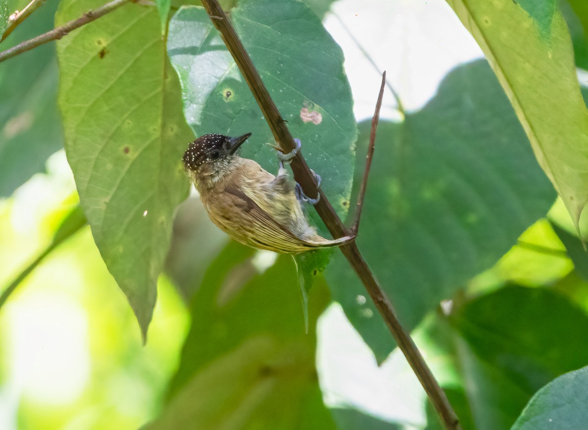 Olivaceous Piculet - ML363282911