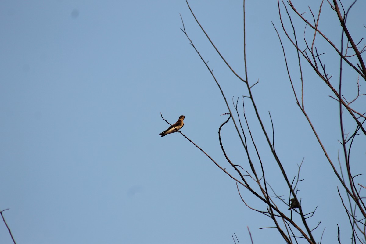 Northern Rough-winged Swallow - Nathan Carlson