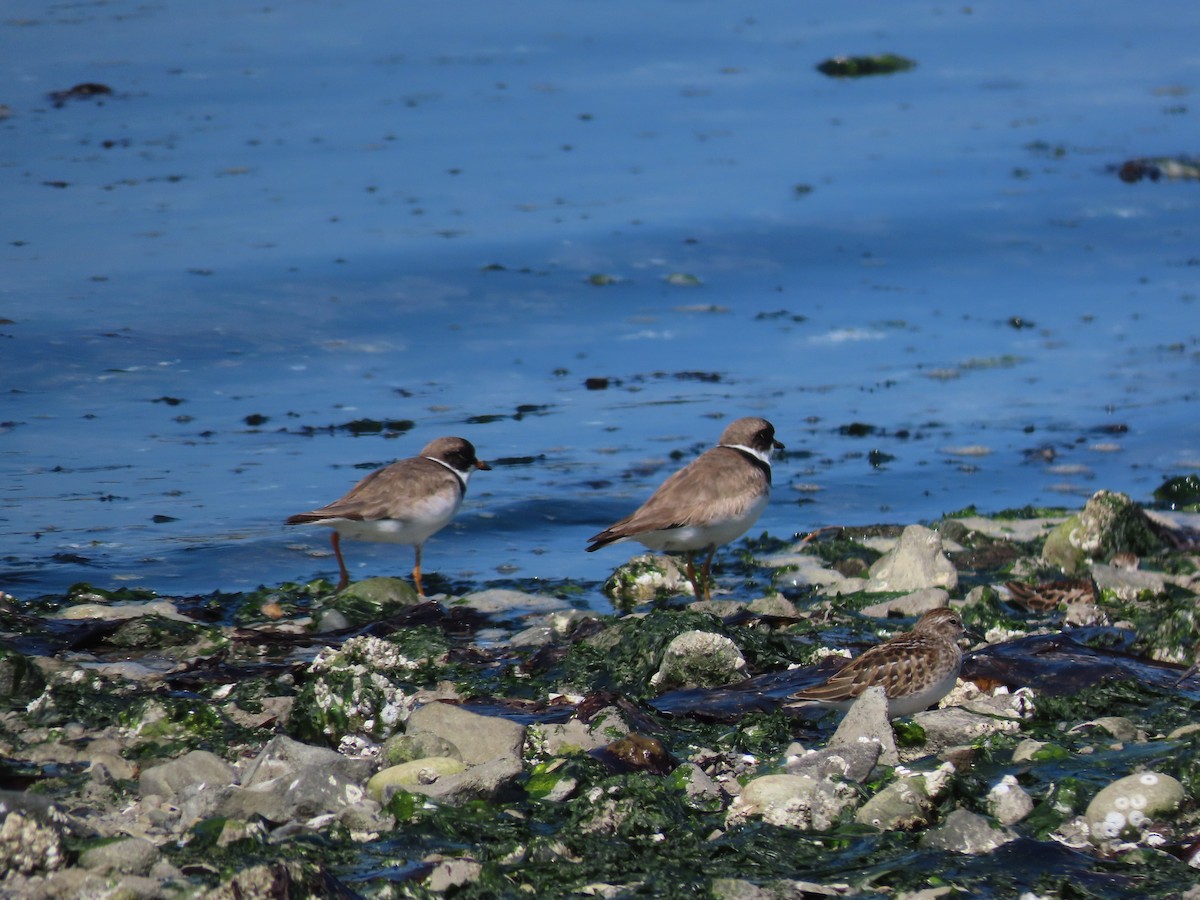 Semipalmated Plover - ML363291491