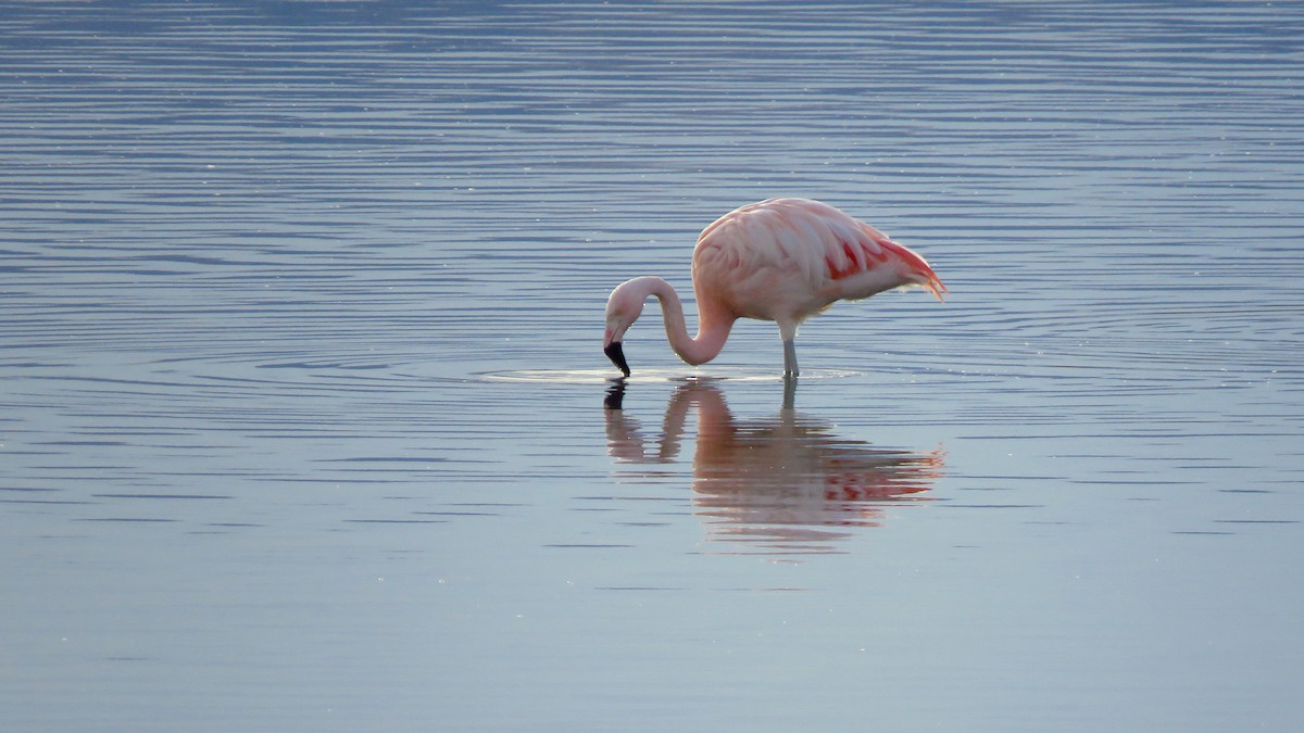 Chilean Flamingo - ML363291711
