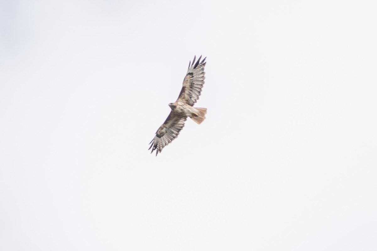 Red-tailed Hawk - ML363293941