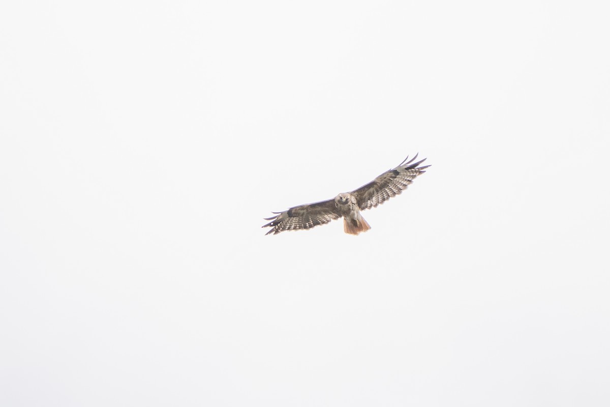 Red-tailed Hawk - ML363293951