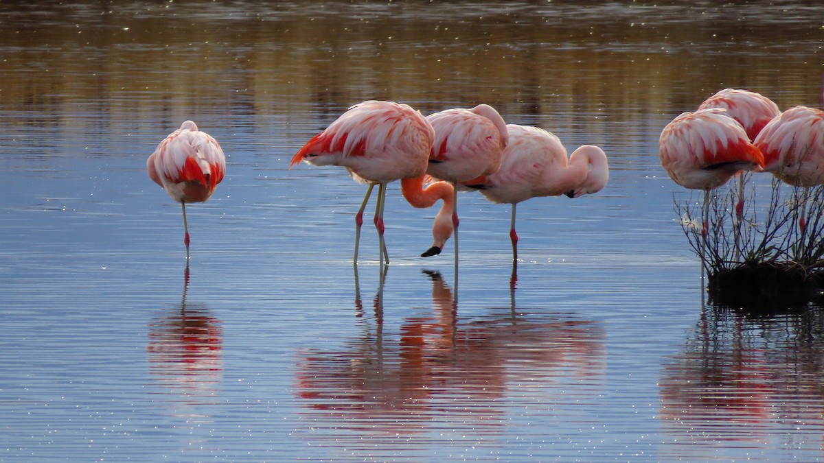 Chilean Flamingo - Mariam Trejo