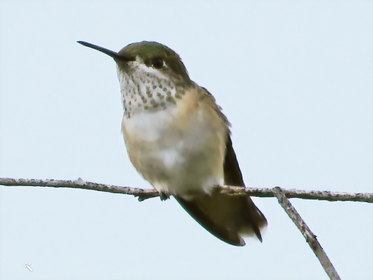 Calliope Hummingbird - ML363301671