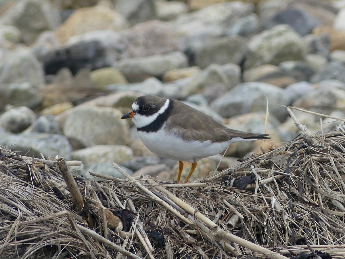 Semipalmated Plover - ML363303201