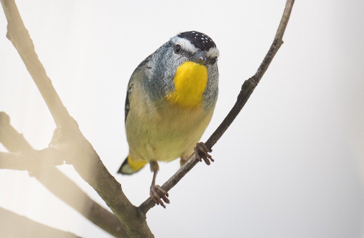 Spotted Pardalote - ML363304451