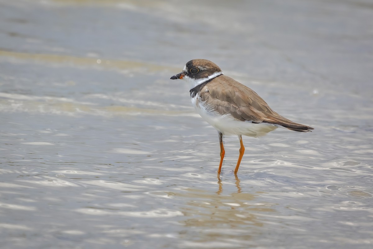 Semipalmated Plover - Cindy Cone