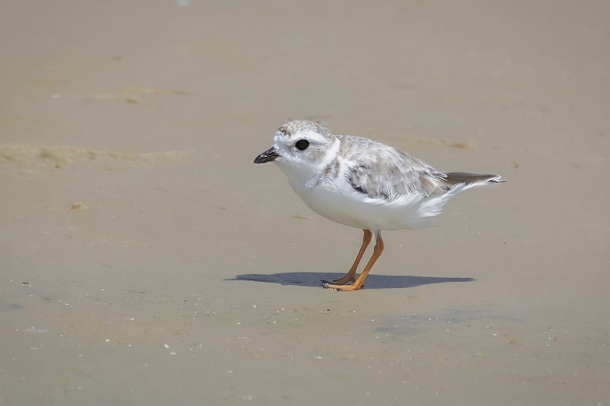 Piping Plover - ML363306781