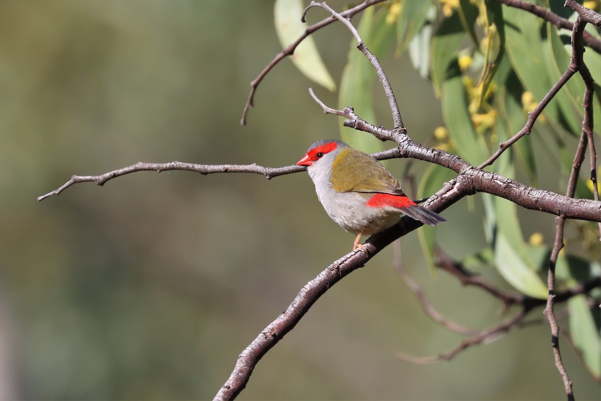 Red-browed Firetail - ML363308261