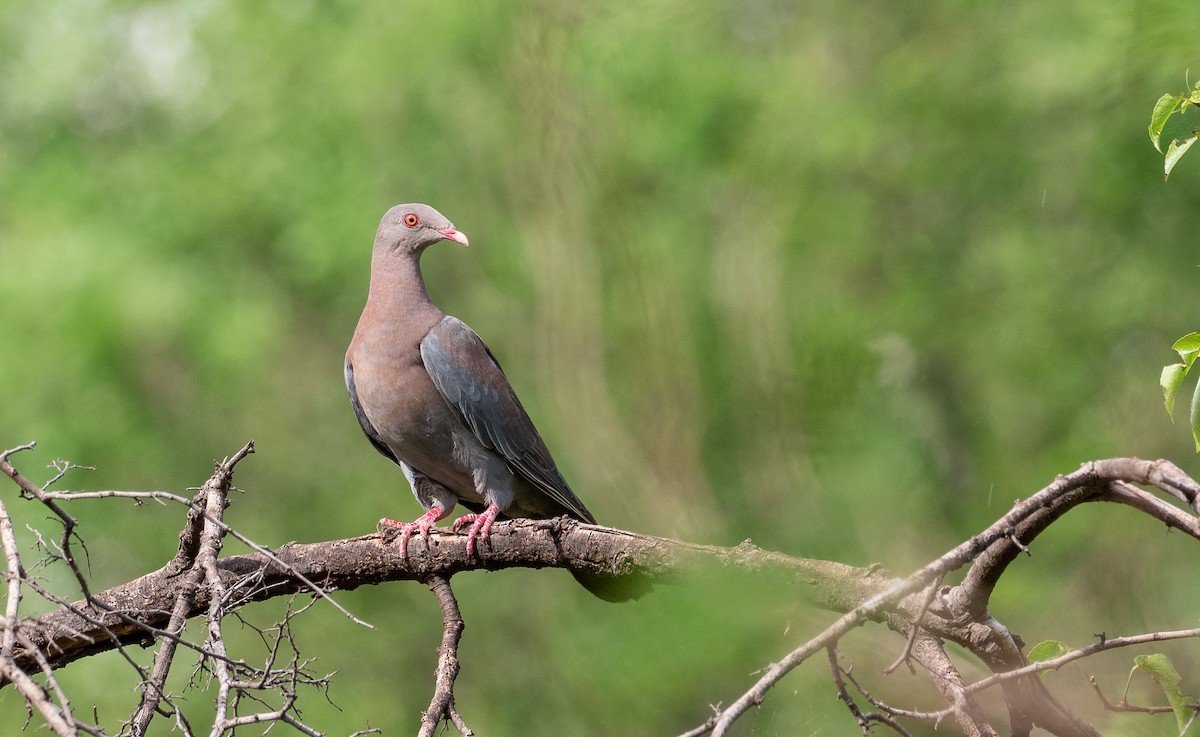 Red-billed Pigeon - Forest Botial-Jarvis