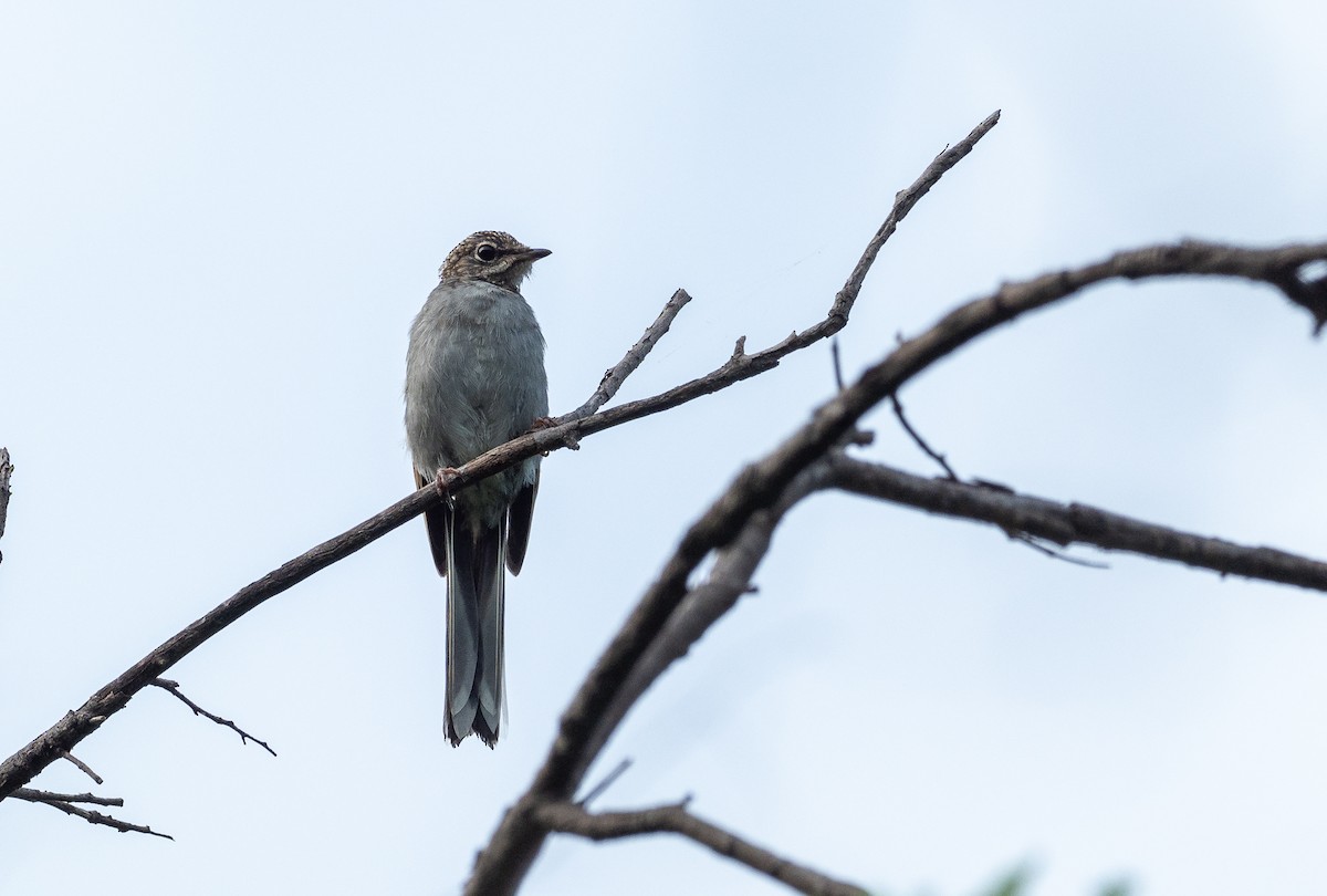 Brown-backed Solitaire - ML363311241