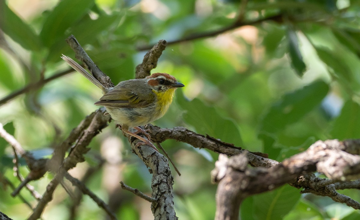 Rufous-capped Warbler - ML363311861