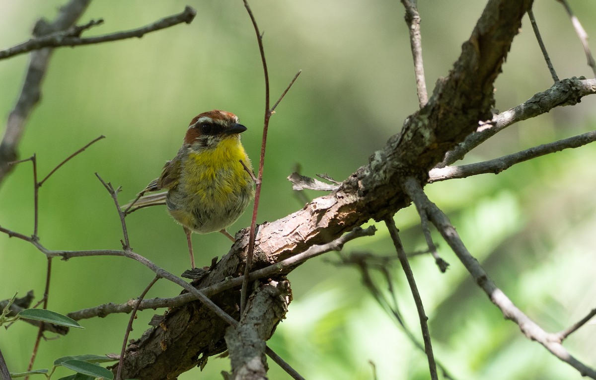 Rufous-capped Warbler - ML363311871