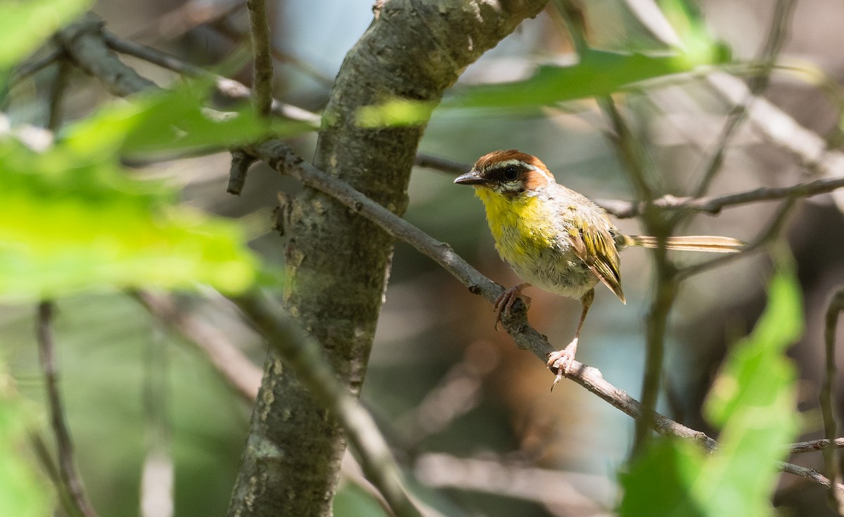 Rufous-capped Warbler - ML363311881