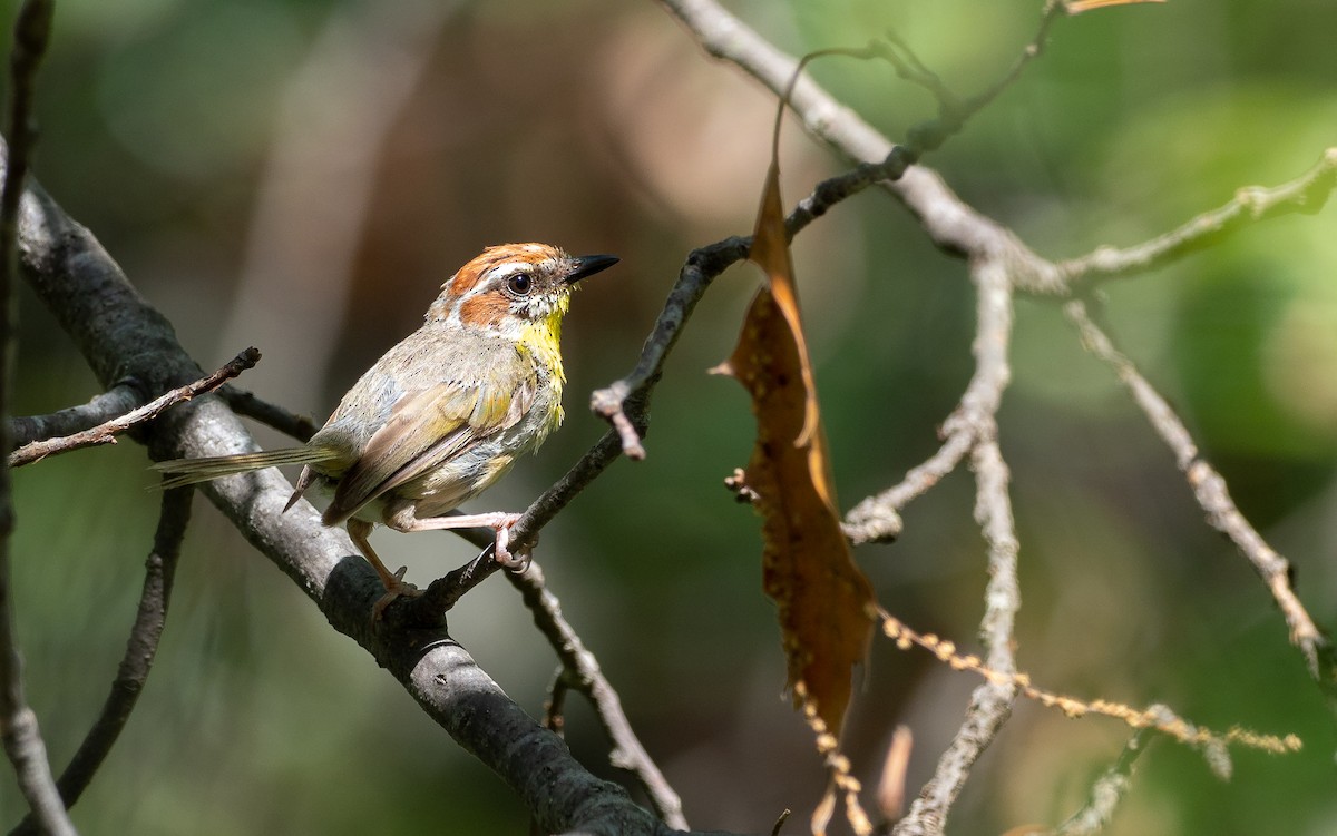 Rufous-capped Warbler - ML363311891