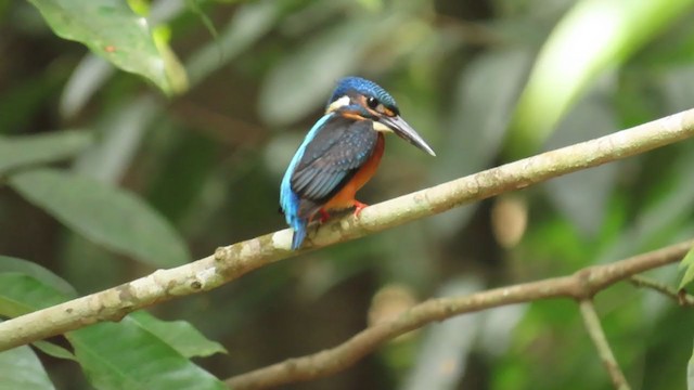 Blue-eared Kingfisher - ML363312651