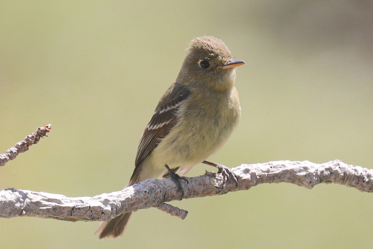 Western Flycatcher (Pacific-slope) - Ron Hess