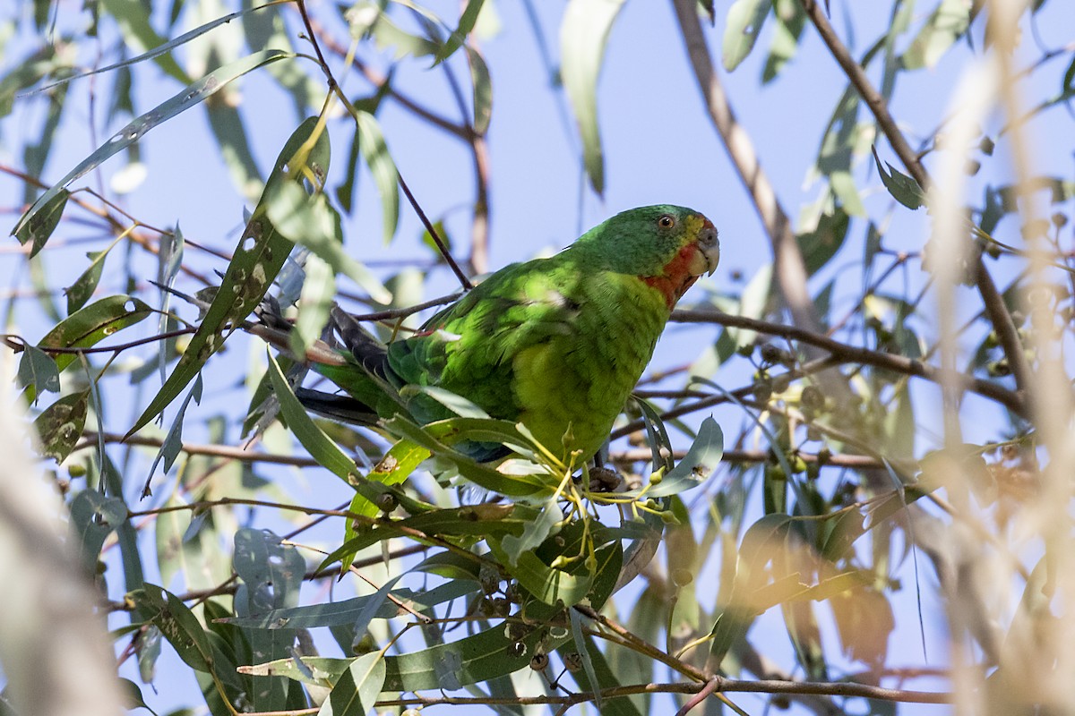 Swift Parrot - Phil Marley