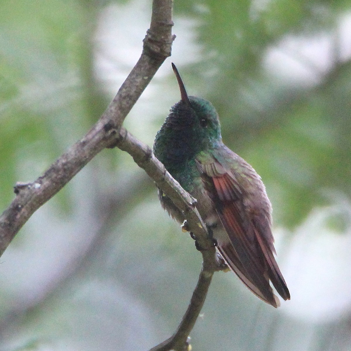 Berylline Hummingbird - ML363320571