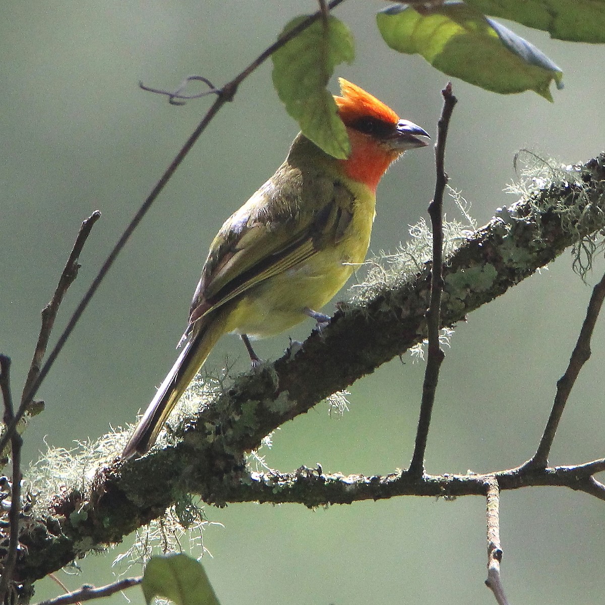 Red-headed Tanager - ML363320681