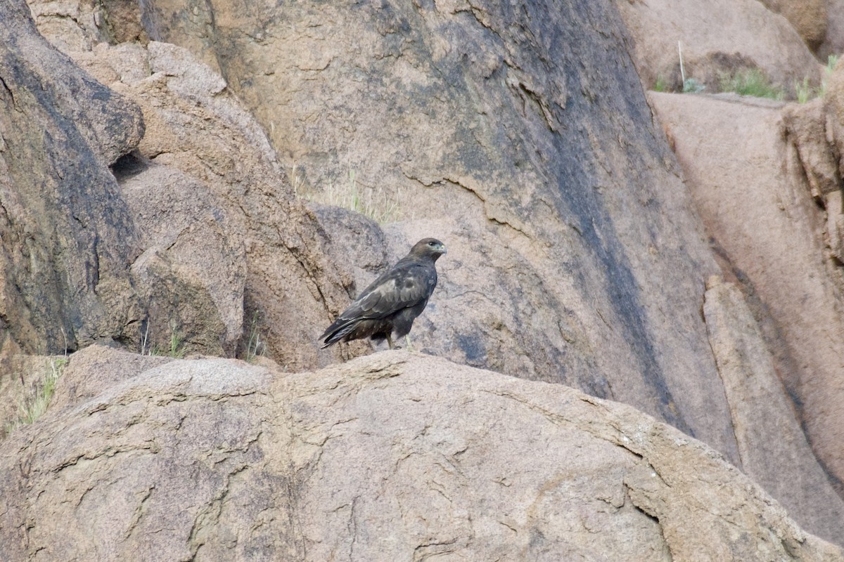 Common Buzzard (Steppe) - Jugdernamjil Nergui