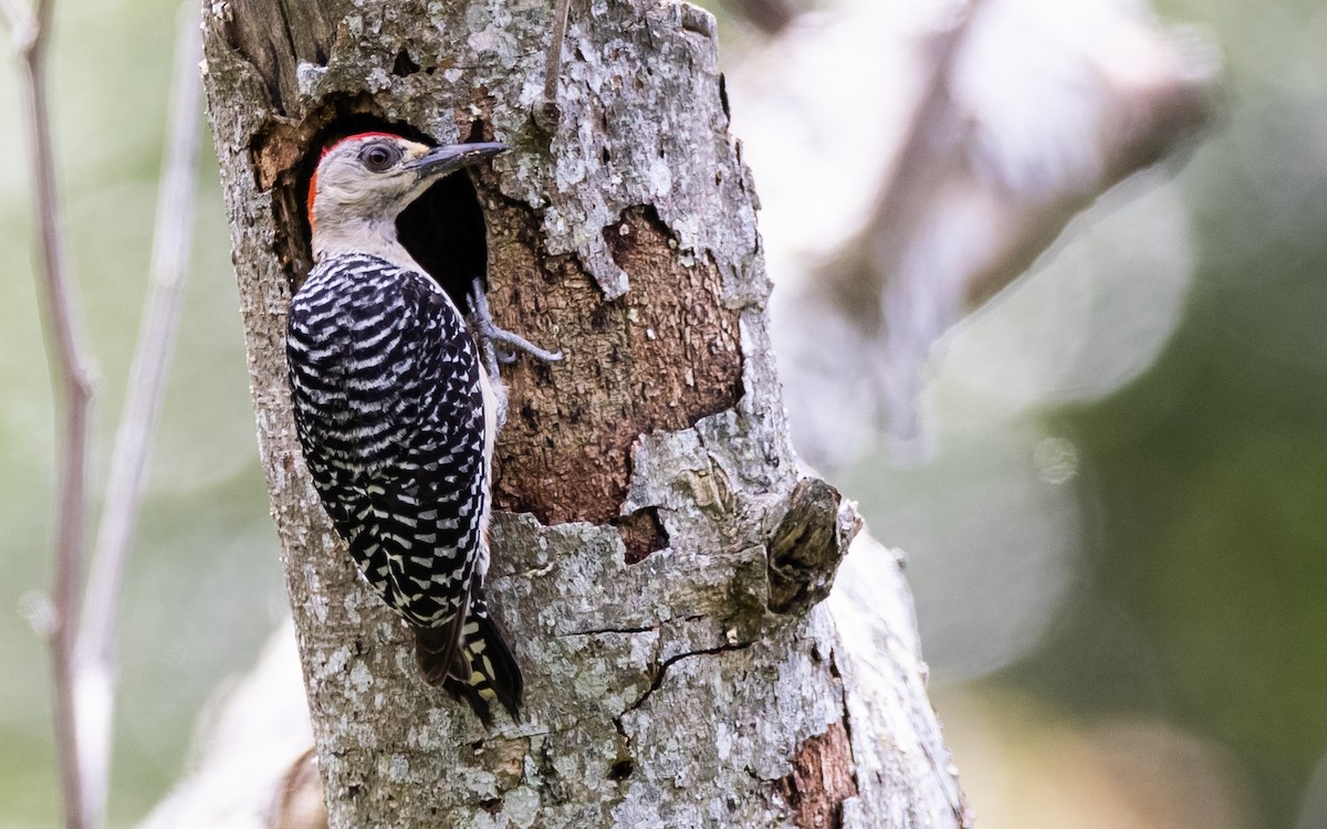 Red-crowned Woodpecker - Blake Matheson