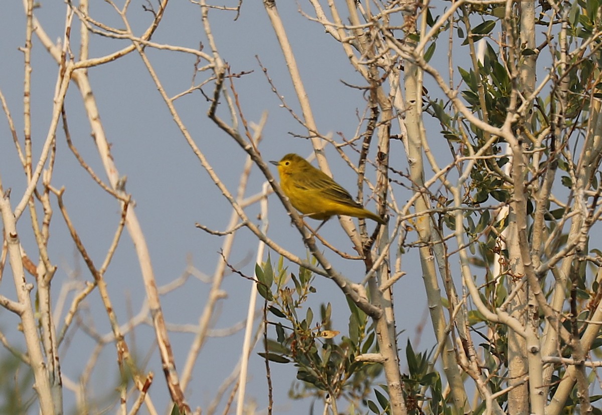 Yellow Warbler - ML363325681