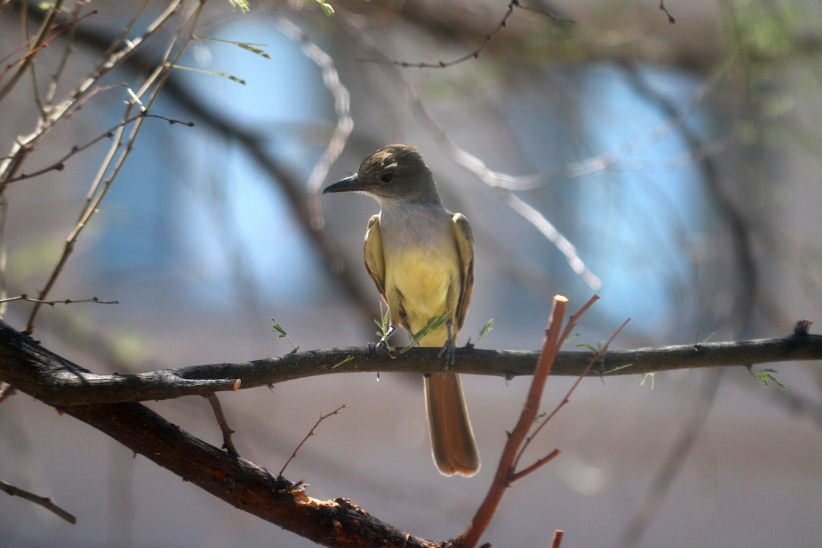 Brown-crested Flycatcher - Andrew Core
