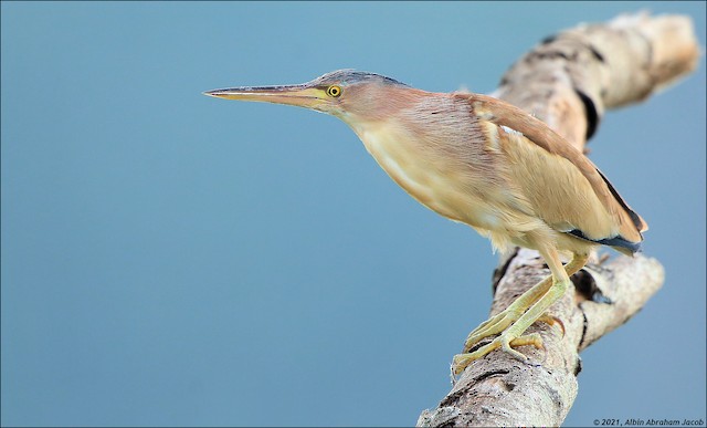 Adult. - Yellow Bittern - 