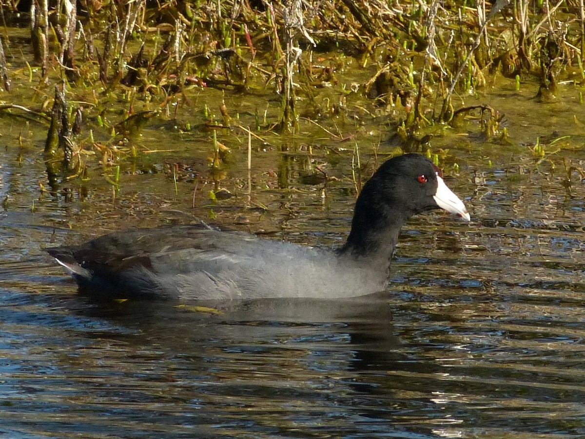American Coot (Red-shielded) - ML36333851