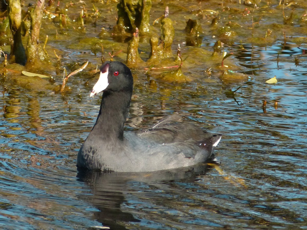 American Coot (Red-shielded) - ML36333871