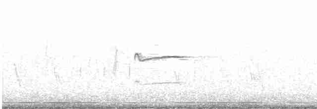 Короткоклювый бекасовидный веретенник - ML363338741
