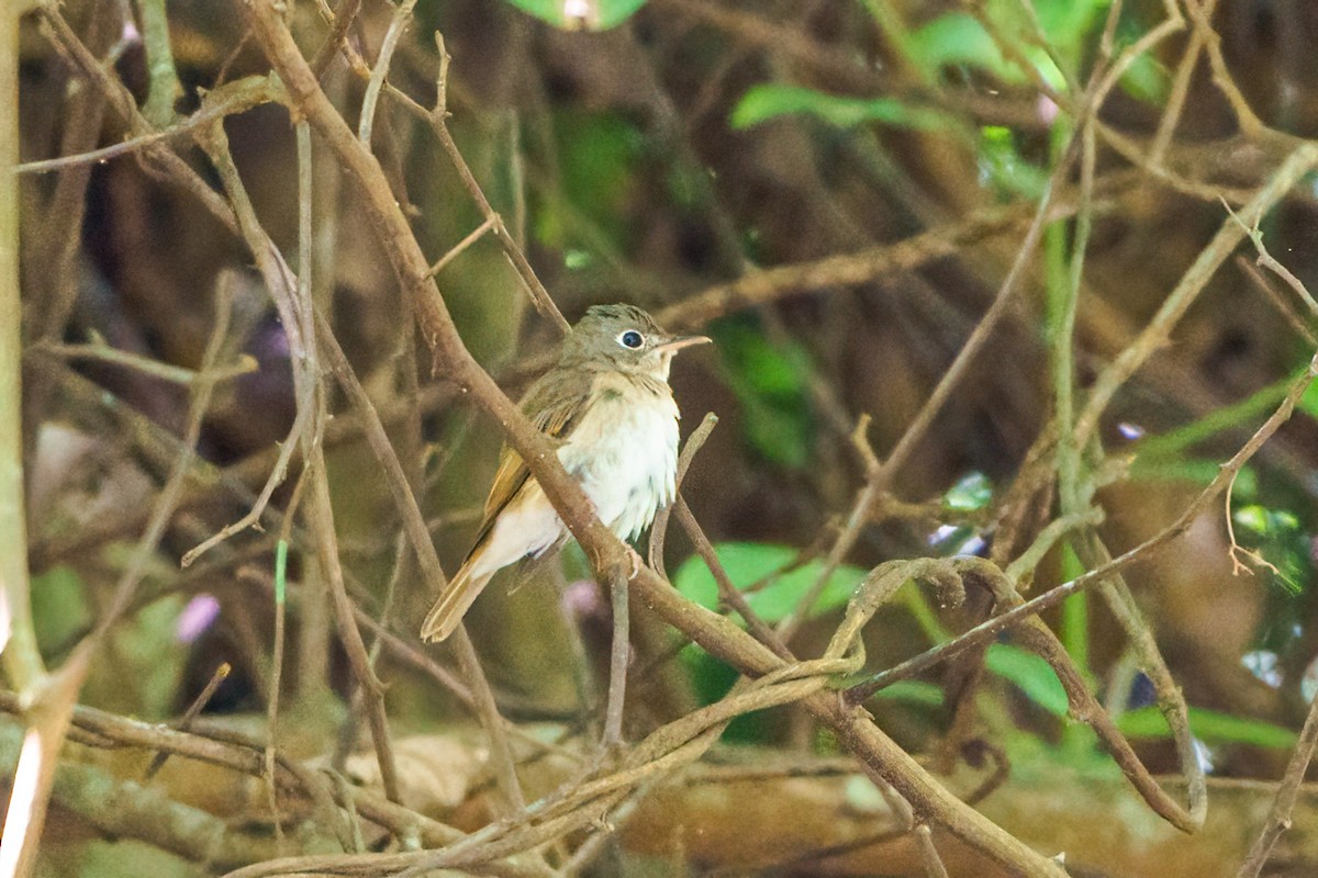 Brown-breasted Flycatcher - ML363341431