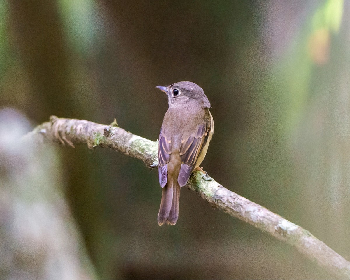 Brown-breasted Flycatcher - ML363341441