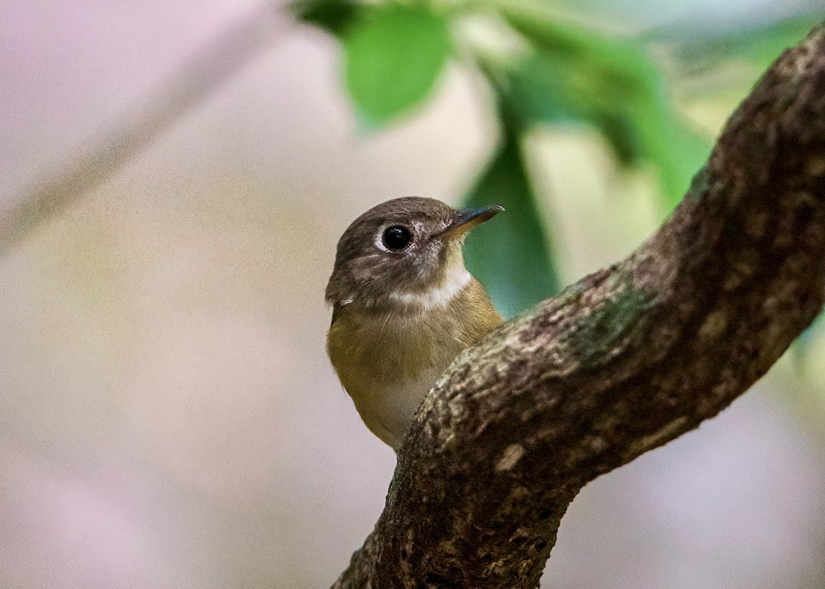 Brown-breasted Flycatcher - ML363341451