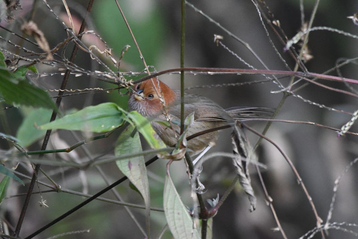 Brown-winged Parrotbill - ML363343941