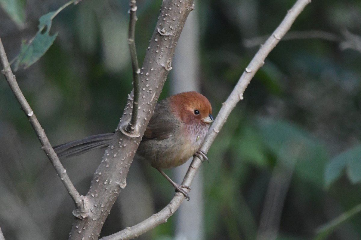 Brown-winged Parrotbill - ML363343951