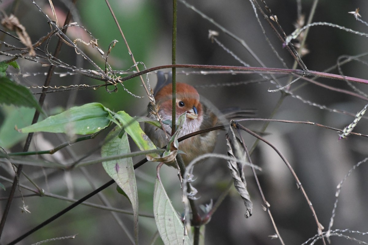 Brown-winged Parrotbill - ML363343961