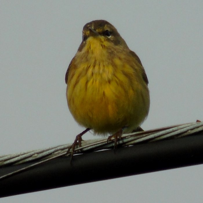 Palm Warbler - Larry Neily