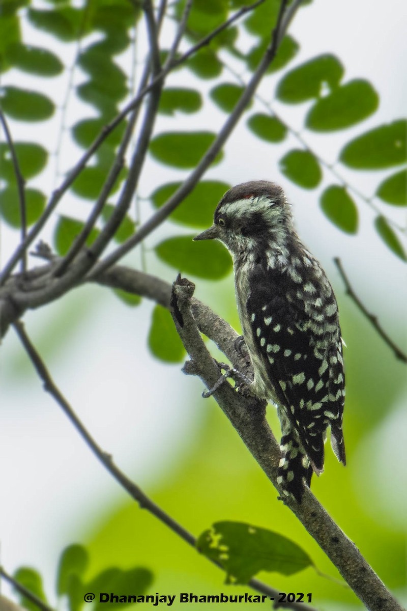 Brown-capped Pygmy Woodpecker - Dhananjay Bhamburkar